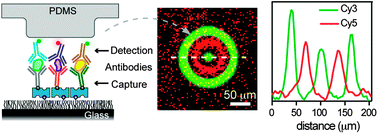 Graphical abstract: Multiplexed surface micropatterning of proteins with a pressure-modulated microfluidic button-membrane