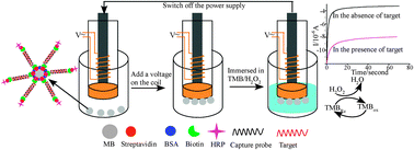 Graphical abstract: Ultra-sensitive electrochemical detection of single nucleotide polymorphisms based on an electrically controllable magnetic gold electrode