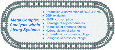 Graphical abstract: Metal complex catalysis in living biological systems