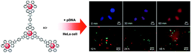 Graphical abstract: A luminescent tetranuclear ruthenium(ii) complex as a tracking non-viral gene vector