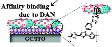 Graphical abstract: Cancer cell detection based on the interaction between an anticancer drug and cell membrane components