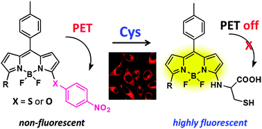 Graphical abstract: A turn-on fluorescent sensor for the discrimination of cystein from homocystein and glutathione