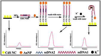 Graphical abstract: A reusable potassium ion biosensor based on electrochemiluminescence resonance energy transfer
