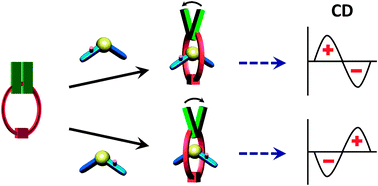 Graphical abstract: Chirality transcription and amplification by [2]pseudorotaxanes