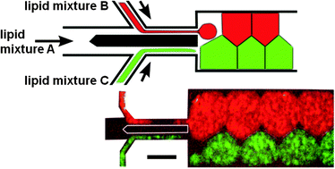 Graphical abstract: Why can artificial membranes be fabricated so rapidly in microfluidics?