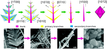 Graphical abstract: Precisely tailoring dendritic α-Fe2O3 structures along [10 [[1 with combining macron]] 0] directions