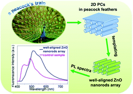 Graphical abstract: Well-aligned ZnO nanorod arrays derived from 2D photonic crystals within peacock feathers