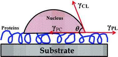 Graphical abstract: Theoretical analysis of protein effects on calcium phosphate precipitation in simulated body fluid