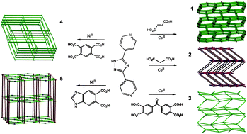 Graphical abstract: Co(ii)/Ni(ii) coordination polymers incorporated with a bent connector: crystal structures and magnetic properties