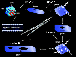 Graphical abstract: Controlled synthesis of silver phosphate crystals with high photocatalytic activity and bacteriostatic activity