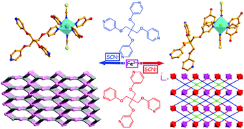 Graphical abstract: Two novel high-dimensional iron(ii) coordination polymers modeled by semi-rigid tetrapyridines