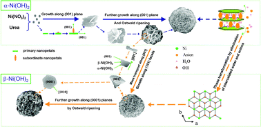 Graphical abstract: Polymorphous α- and β-Ni(OH)2 complex architectures: morphological and phasal evolution mechanisms and enhanced catalytic activity as non-enzymatic glucose sensors