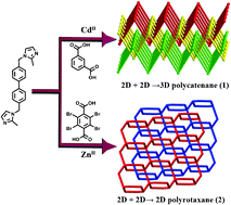 Graphical abstract: Two novel entangled metal–organic networks constructed from 4,4′-bis(2-methylimidazol-1-ylmethyl)biphenyl and dicarboxylates: From polycatenated 2D + 2D → 3D framework to polyrotaxane-like 2D + 2D → 2D layer