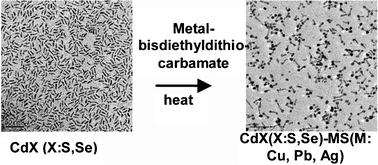 Graphical abstract: Selective growth of metal sulfide tips onto cadmium chalcogenide nanostructures
