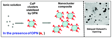 Graphical abstract: Phosphorylated osteopontin peptides inhibit crystallization by resisting the aggregation of calcium phosphate nanoparticles