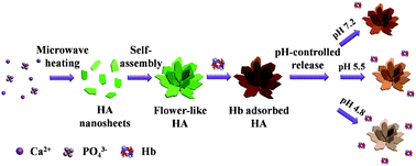 Graphical abstract: Nanosheet-assembled hierarchical nanostructures of hydroxyapatite: surfactant-free microwave-hydrothermal rapid synthesis, protein/DNA adsorption and pH-controlled release