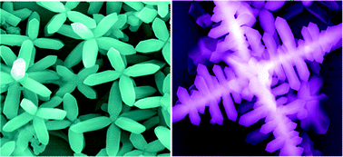 Graphical abstract: Highly branched organic microcrystals via self-organization and growth kinetics manipulation