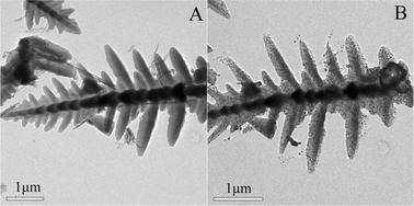 Graphical abstract: Novel three-dimensional Co3O4 dendritic superstructures: hydrothermal synthesis, formation mechanism and magnetic properties