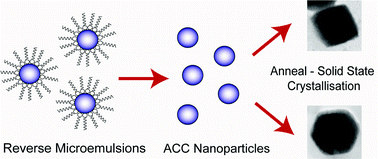 Graphical abstract: Solid state crystallization of amorphous calcium carbonate nanoparticles leads to polymorph selectivity