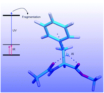 Graphical abstract: IR and IR + UV spectroscopy of isolated [Al–AcPheOMe]n+ cluster cations (n = 1, 3)