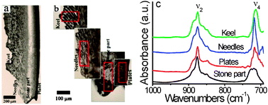 Graphical abstract: From synthetic to biogenic Mg-containing calcites: a comparative study using FTIR microspectroscopy