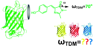 Graphical abstract: Calculation of transition dipole moment in fluorescent proteins—towards efficient energy transfer