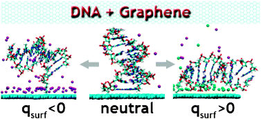Graphical abstract: Influence of a charged graphene surface on the orientation and conformation of covalently attached oligonucleotides: a molecular dynamics study