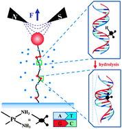 Graphical abstract: In situ analysis of cisplatin binding to DNA: the effects of physiological ionic conditions