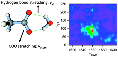 Graphical abstract: Vibrational dynamics of acetate in D2O studied by infrared pump–probe spectroscopy