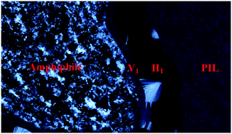 Graphical abstract: Lyotropic liquid crystalline phase behaviour in amphiphile–protic ionic liquid systems