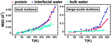 Graphical abstract: Further evidence that interfacial water is the main “driving force” of protein dynamics: a neutron scattering study on perdeuterated C-phycocyanin