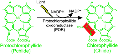 Graphical abstract: Excited state dynamics and catalytic mechanism of the light-driven enzyme protochlorophyllide oxidoreductase