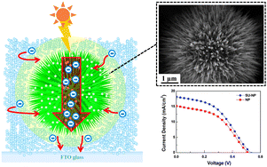 Graphical abstract: Sea urchin TiO2–nanoparticle hybrid composite photoelectrodes for CdS/CdSe/ZnS quantum-dot-sensitized solar cells