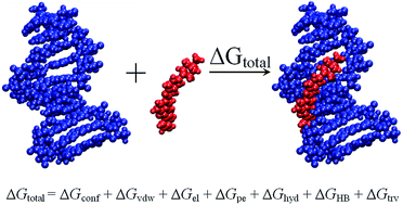 Graphical abstract: Energetics of ligand binding to the DNA minor groove