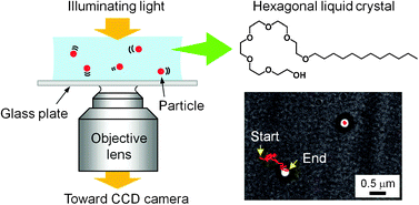 Graphical abstract: Spatial heterogeneity in a lyotropic liquid crystal with hexagonal phase