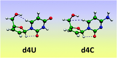 Graphical abstract: Complete conformational space of the potential HIV-1 reverse transcriptase inhibitors d4U and d4C. A quantum chemical study