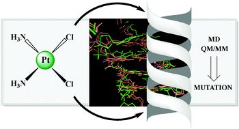 Graphical abstract: Cisplatin cytotoxicity: a theoretical study of induced mutations