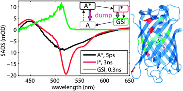 Graphical abstract: Excited state proton transfer in strongly enhanced GFP (sGFP2)