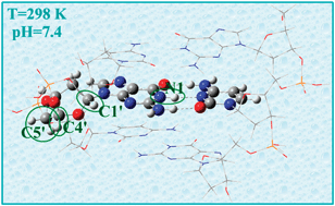 Graphical abstract: On the evolution of one-electron-oxidized deoxyguanosine in damaged DNA under physiological conditions: a DFT and ONIOM study on proton transfer and equilibrium