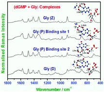 Graphical abstract: Molecular interactions of 2′-deoxyguanosine 5′-monophosphate with glycine in aqueous media probed via concentration and pH dependent Raman spectroscopic investigations and DFT study