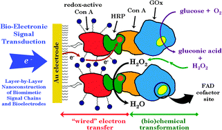 Graphical abstract: Recognition-driven layer-by-layer construction of multiprotein assemblies on surfaces: a biomolecular toolkit for building up chemoresponsive bioelectrochemical interfaces