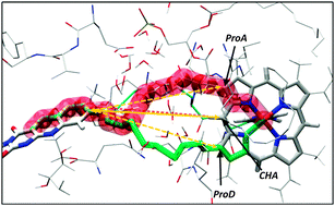 Graphical abstract: New insights into the mechanism of electron transfer within flavohemoglobins: tunnelling pathways, packing density, thermodynamic and kinetic analyses