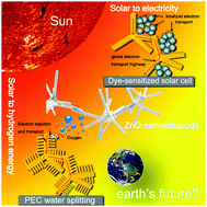 Graphical abstract: Branched ZnO nanostructures as building blocks of photoelectrodes for efficient solar energy conversion