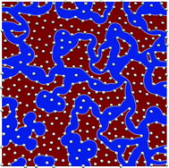 Graphical abstract: The influence of membrane bound proteins on phase separation and coarsening in cell membranes