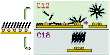 Graphical abstract: New insight into the electrochemical desorption of alkanethiol SAMs on gold