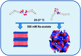 Graphical abstract: Chelating DTPA amphiphiles: ion-tunable self-assembly structures and gadolinium complexes