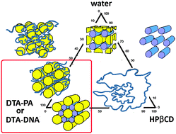 Graphical abstract: Aqueous phase behavior of polyelectrolytes with amphiphilic counterions modulated by cyclodextrin: the role of polyion flexibility