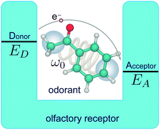 Graphical abstract: Vibrationally assisted electron transfer mechanism of olfaction: myth or reality?