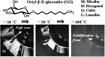 Graphical abstract: Freezing and melting behavior of an octyl β-d-glucoside–water binary system – inhibitory effect of octyl β-d-glucoside on ice crystal formation