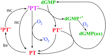 Graphical abstract: Photosensitizing properties of biopterin and its photoproducts using 2′-deoxyguanosine 5′-monophosphate as an oxidizable target